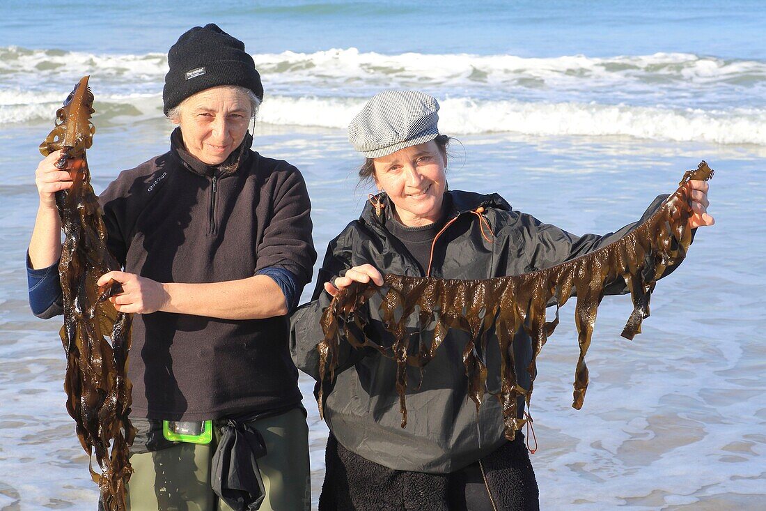 Frankreich, Ille et Vilaine, Smaragdküste, Saint Lunaire, Nathalie Hamon und Nathalie Ameline ernteten am Strand Algen (hier Wakame), um sie zu Gourmetprodukten zu verarbeiten und unter der Marke Alg'Emeraude zu verkaufen