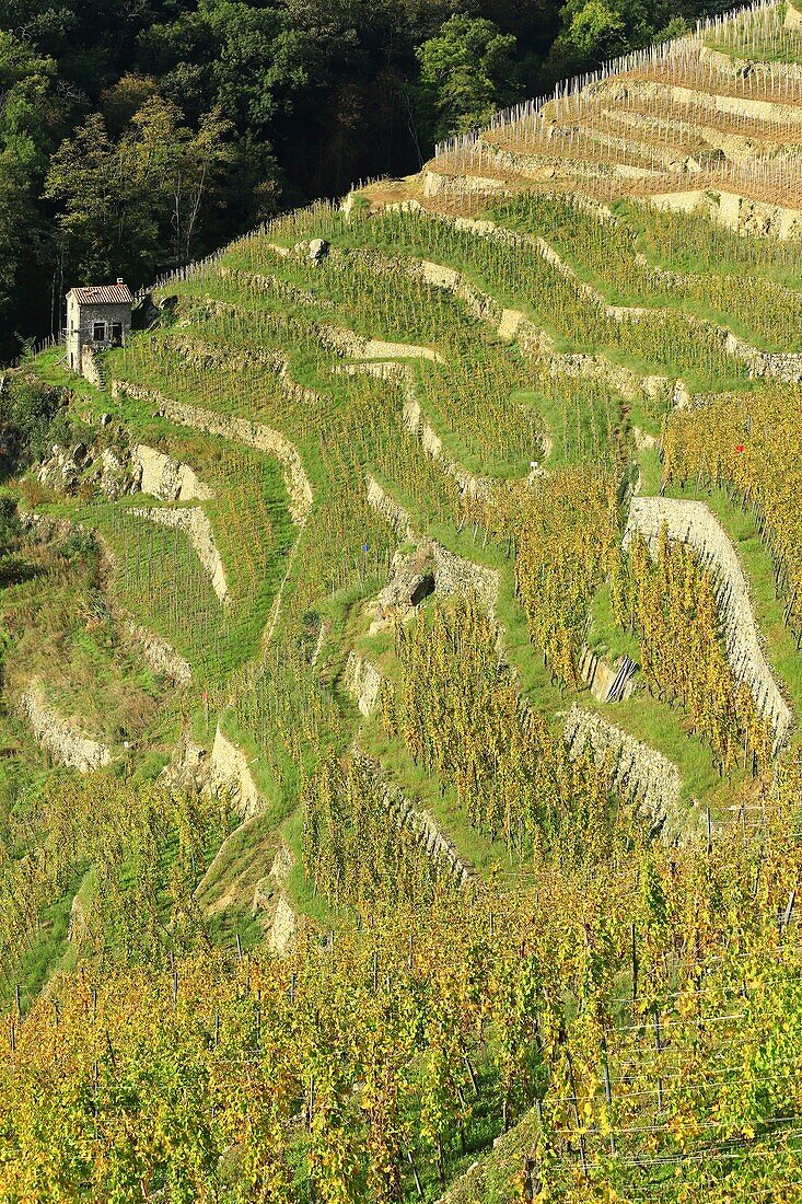 Frankreich, Rhône, Condrieu, Cotes du Rhône, AOC Condrieu, Rebsorte Viognier