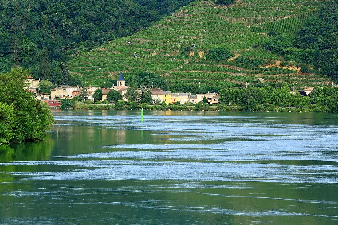 France, Rhone, Condrieu, and the Rhone, Cotes du Rhone, AOC Condrieu