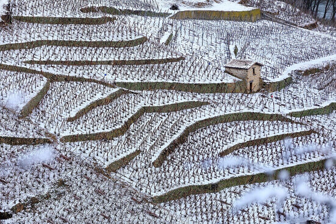 France, Rhone, Condrieu, Cotes du Rhone, AOC Condrieu under the snow