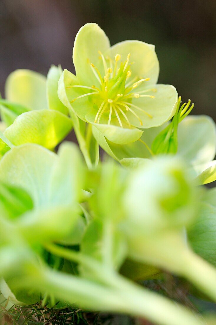 France, Corse du Sud, Aullene, Plateau de Coscione, A Nocca flowers (Helleborus lividus corsicus) or Christmas rose