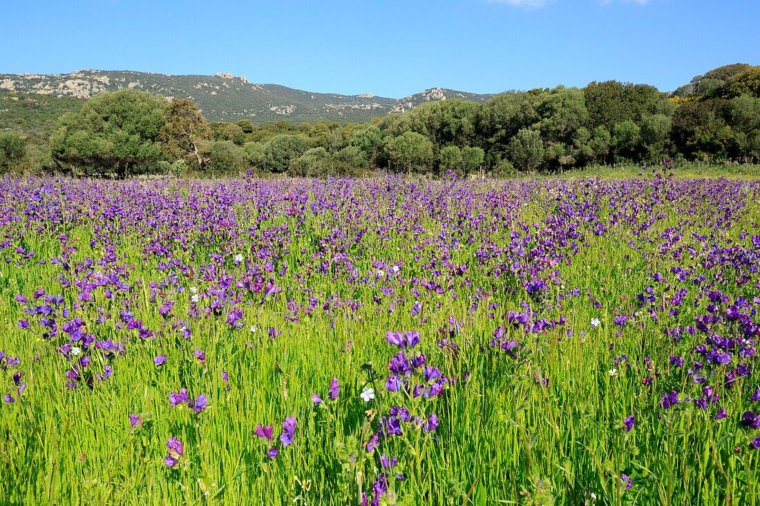 Frankreich, Corse du Sud, Pianotolli Cardarello, Blumenfeld