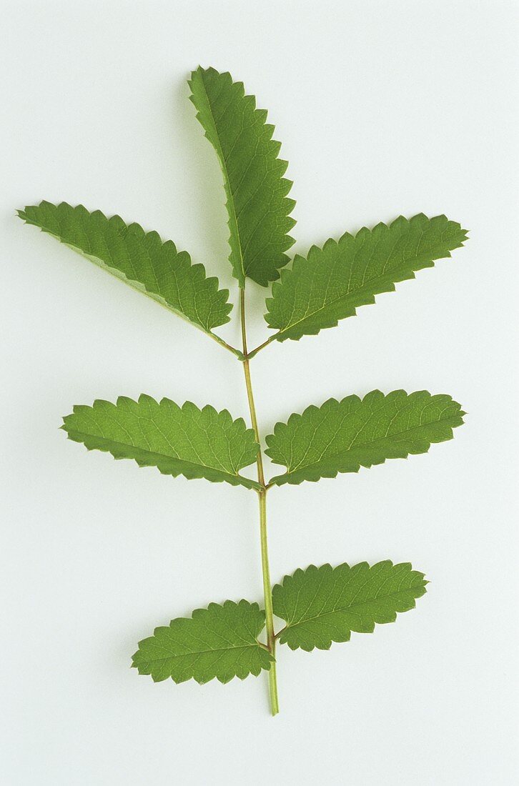 Grosser Wiesenknopf (Sanguisorba offic.), Zweig mit Blättern
