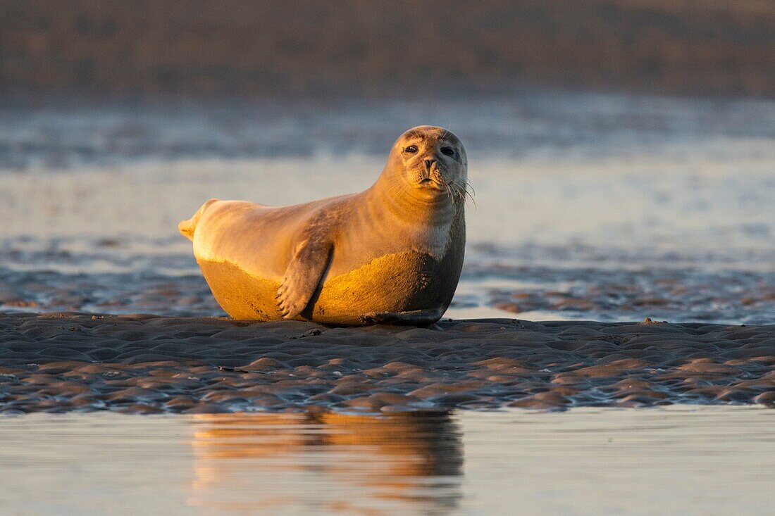 France, Pas de Calais, Cote d'Opale, Authie Bay, Berck sur mer, common seal (Phoca vitulina) resting on sandbanks at low tide