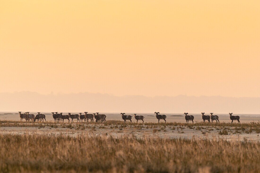 Frankreich, Somme, Bucht von Somme, Naturschutzgebiet der Bucht von Somme, Le Crotoy, Mufflons (Korsisches Mufflon, Ovis orientalis musimon), die in dem Naturschutzgebiet in der Bucht von Somme Zuflucht gefunden haben, einen Tag der Jagd, die Mufflons wurden in den 1980er Jahren für die Jagd und Öko-Weiden in einem privaten Bereich in der Nähe der Reserve eingeführt