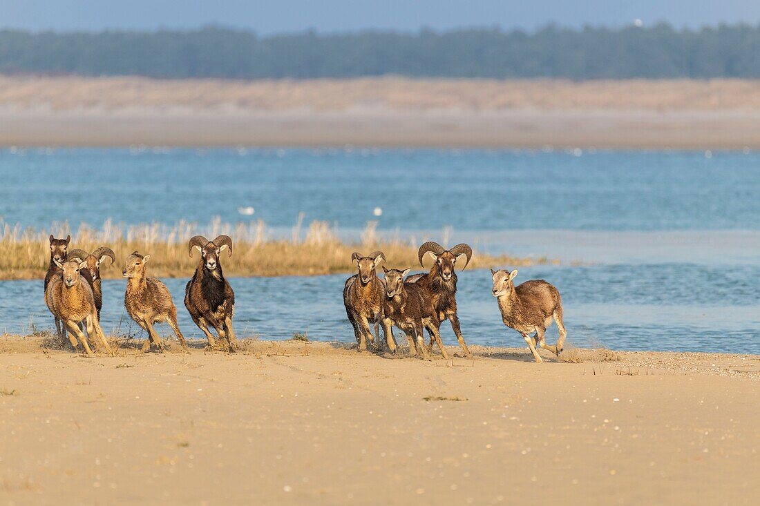 Frankreich, Somme, Bucht von Somme, Naturschutzgebiet der Bucht von Somme, Le Crotoy, Mufflons (Korsisches Mufflon, Ovis orientalis musimon), die in dem Naturschutzgebiet in der Bucht von Somme Zuflucht gefunden haben, einen Tag der Jagd, die Mufflons wurden in den 1980er Jahren für die Jagd und Öko-Weiden in einem privaten Bereich in der Nähe der Reserve eingeführt