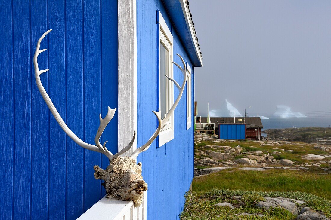 Grönland, Westküste, Disko-Insel, Qeqertarsuaq, Rentierkopf beim Trocknen in der Sonne