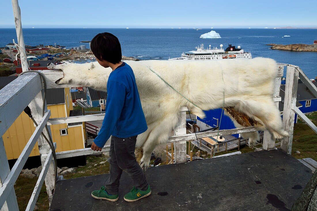 Greenland, west coast, Baffin Bay, Upernavik, young Inuit man showing a skin of a polar bear hunted by his father