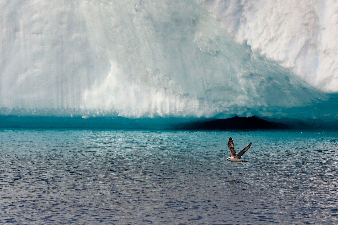 Grönland, Westküste, Diskobucht, Ilulissat, von der UNESCO zum Weltnaturerbe erklärter Eisfjord, der die Mündung des Sermeq-Kujalleq-Gletschers bildet, Eissturmvogel (Fulmarus glacialis)