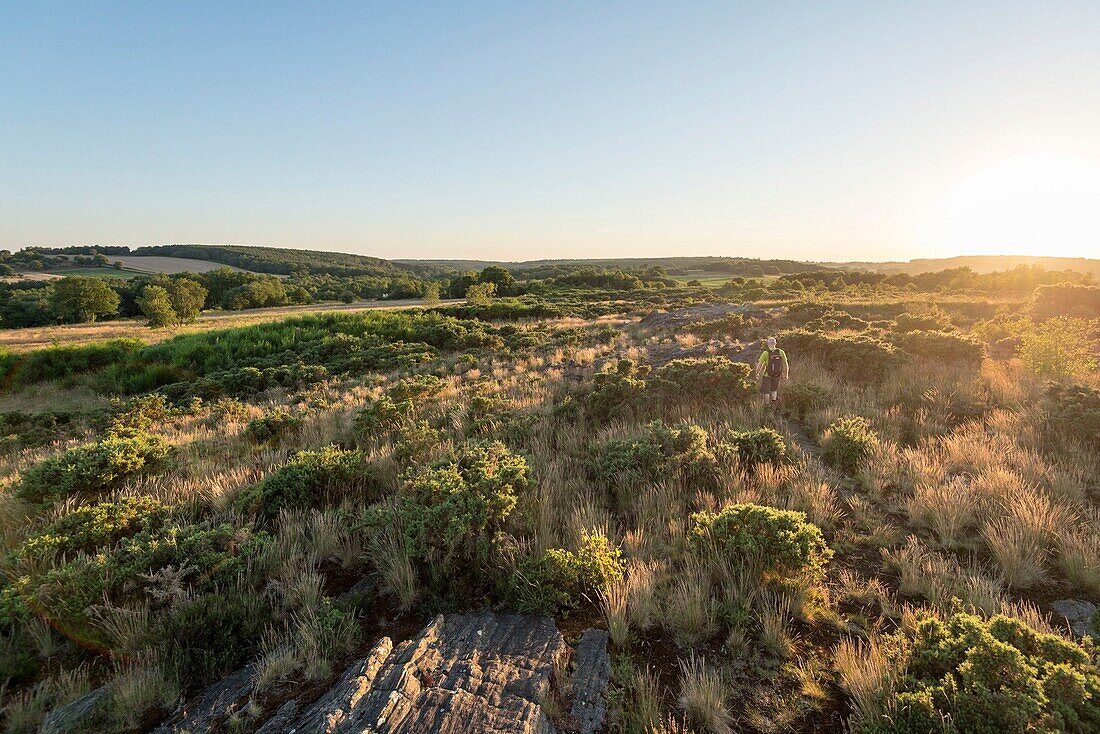 France, Ille et Vilaine, Saint-Just, protected natural area the moors of Cojoux