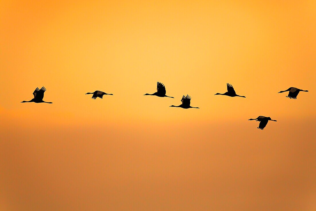 France, Landes, Arjuzanx, created on the site of a former lignite quarry, the National Nature Reserve of Arjuzanx welcomes tens of thousands of cranes (Grus grus) each year, the time of a wintering