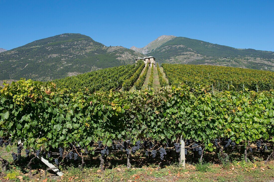 Italy, Aosta Valley, the vineyards of Aymavilles