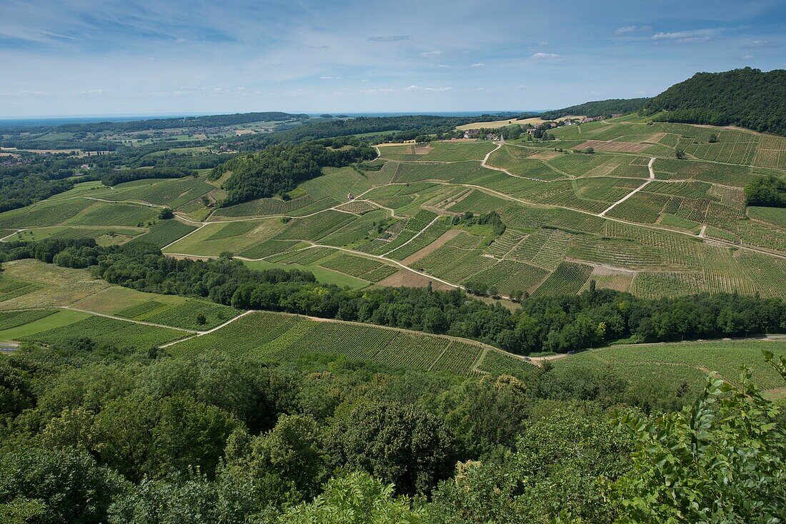 France, Jura, Chateau Chalon, the vineyard