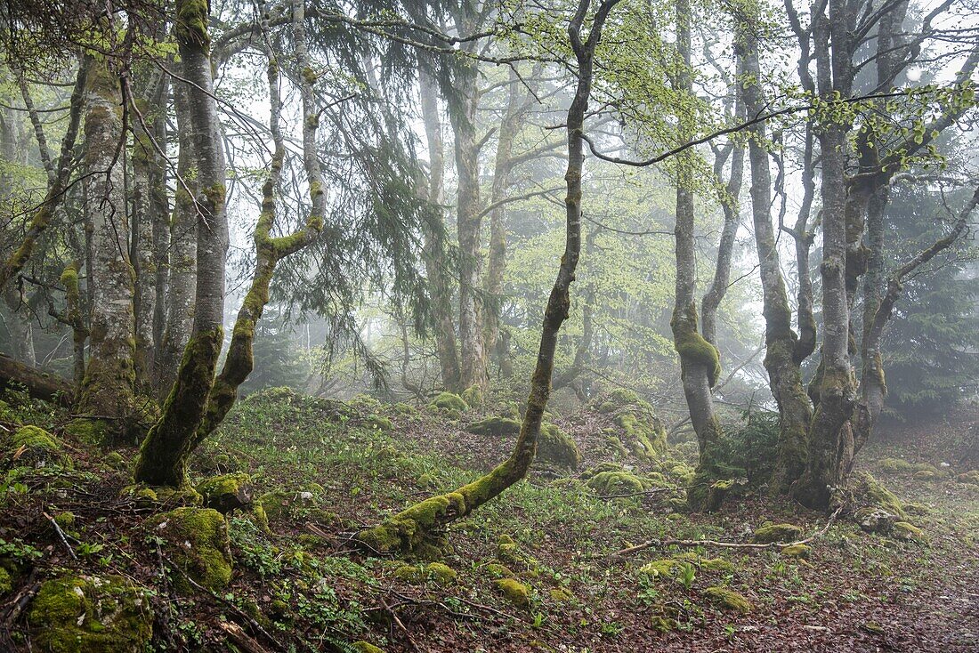 Frankreich, Ain, Bellegarde, Juramassiv, Wanderung zum Crêt de la Neige, Nebel im Wald