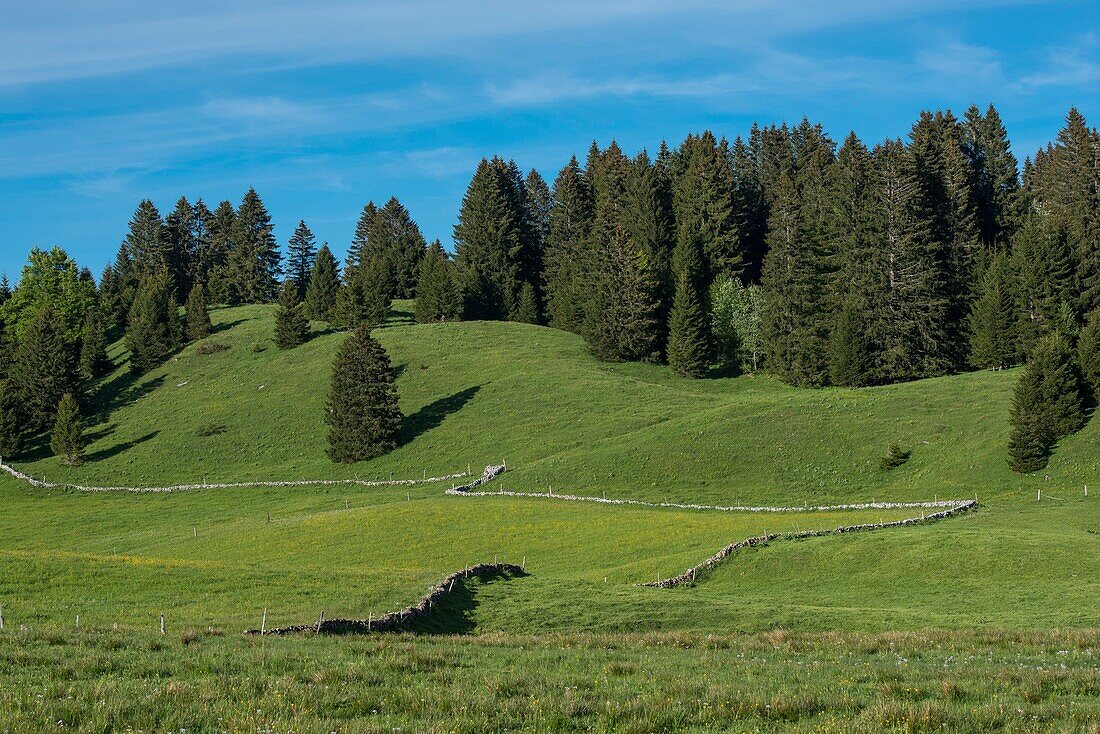 France, Jura, Les Moussieres, pasture and forest in the Bellecombe valley