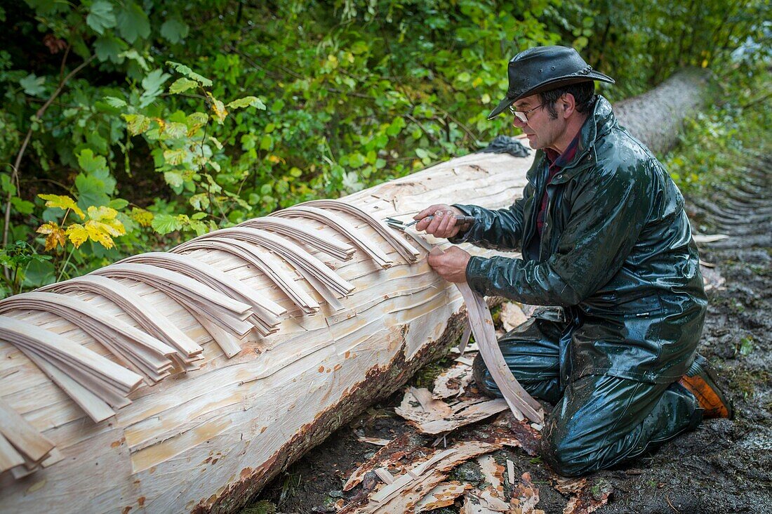 Frankreich, Jura, Christian Grenard zieht Riemen von Splintholz von Fichten, um die Käse von Mont d'Or zu umgeben sein Beruf wird Wildschwein genannt