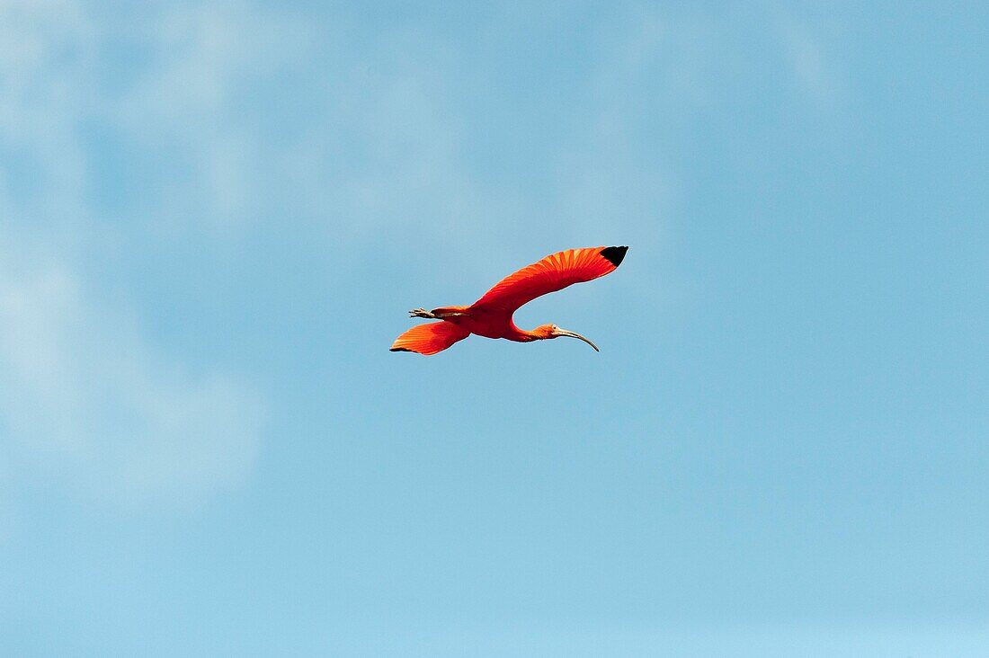 France, French Guiana, Cayenne, The Kaw Marsh Nature Reserve, Scarlet Ibis (Eudocimus ruber)