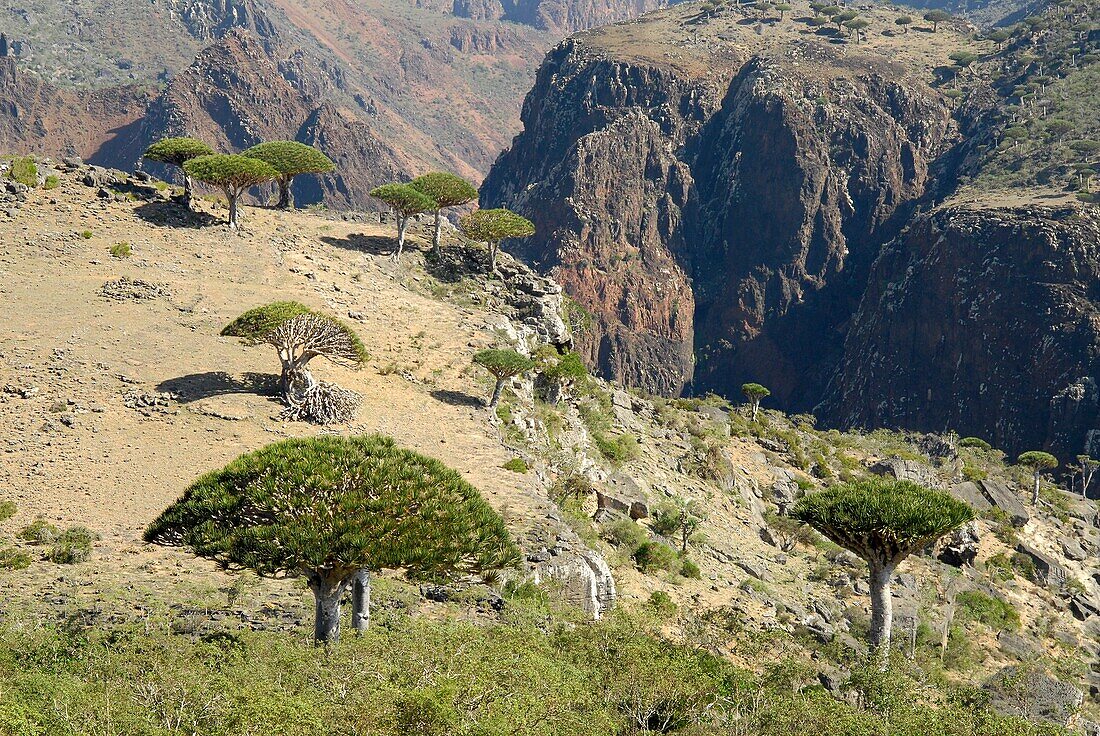 Jemen, Gouvernement Socotra, Insel Socotra, von der UNESCO in die Liste des Welterbes aufgenommen, Dicksam, Wald des Socotra-Drachenbaums (Dracaena cinnabari), endemische Art