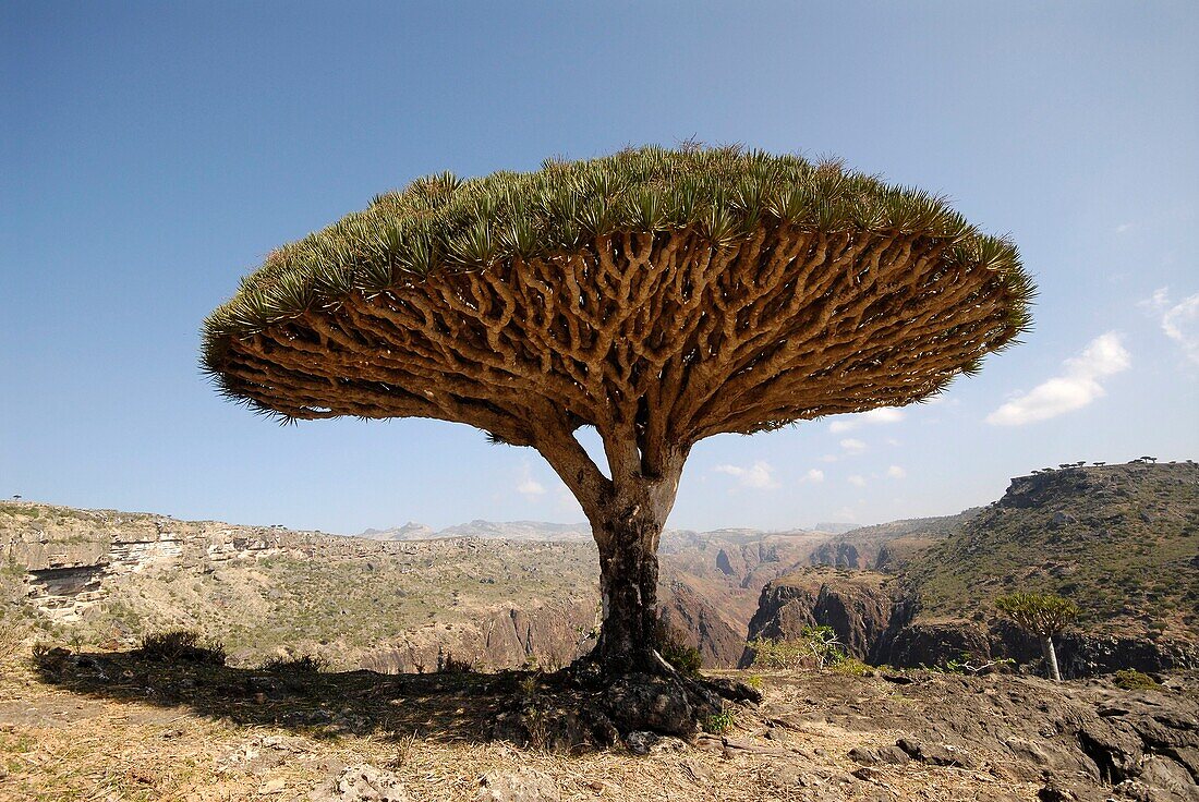 Jemen, Gouvernement Socotra, Insel Socotra, von der UNESCO in die Liste des Welterbes aufgenommen, Dicksam, Wald des Socotra-Drachenbaums (Dracaena cinnabari), endemische Art