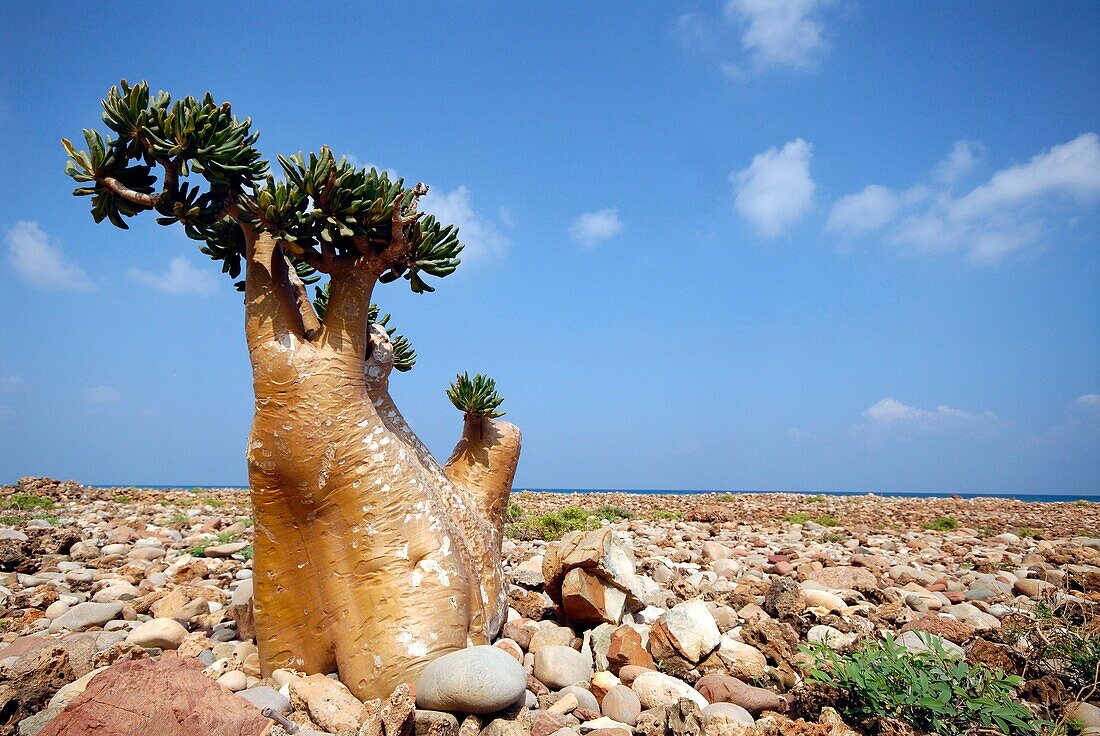 Jemen, Gouvernement Sokotra, Insel Sokotra, von der UNESCO zum Welterbe erklärt, Adenium, Wüstenrose (Adenium obesum subsp socotranum)