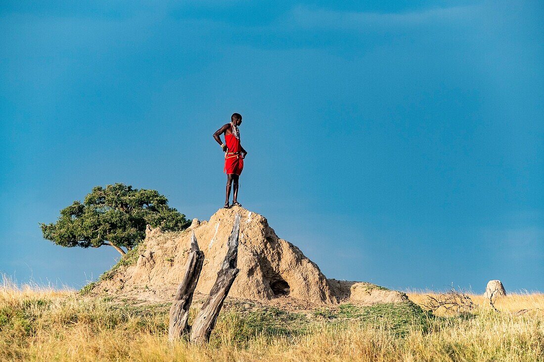 Kenia, Masai Mara Wildreservat, Masai-Mann schaut von einem Termitenhügel auf die Ebene