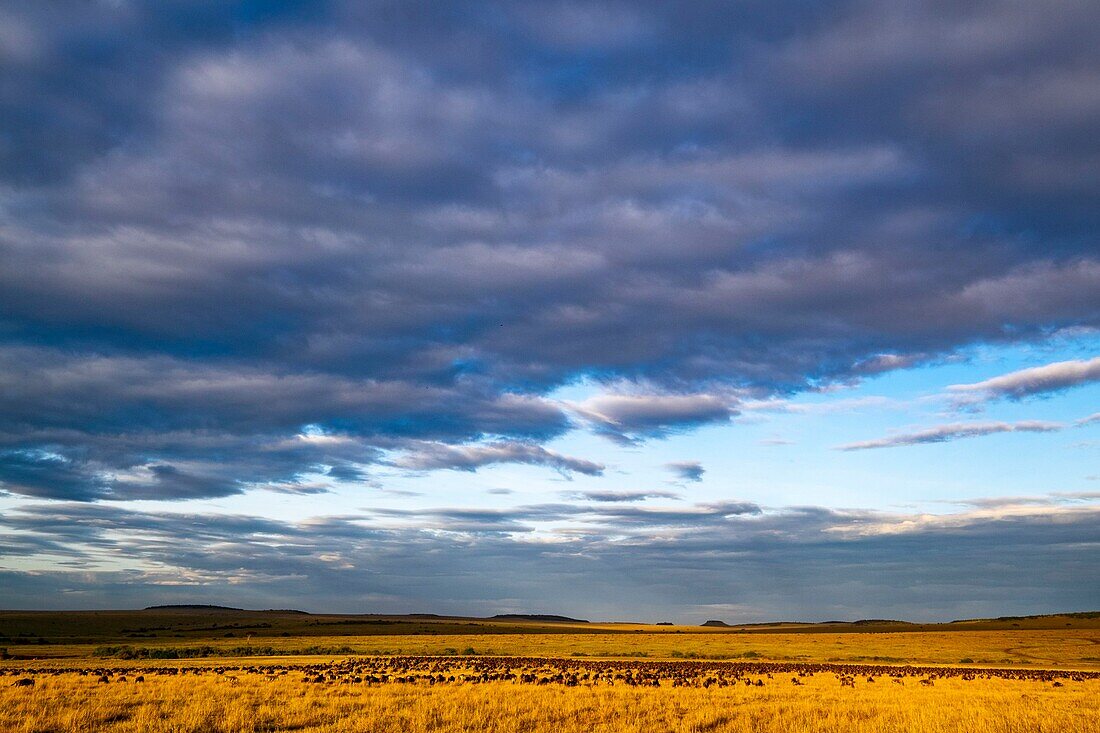 Kenya, Masai Mara Game Reserve, the plains during the wildebeest migration at sunrise