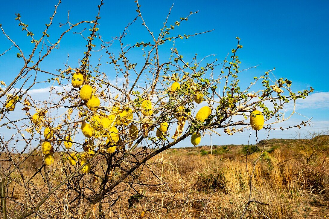 Kenia, Magadi-See, Cucumis sp