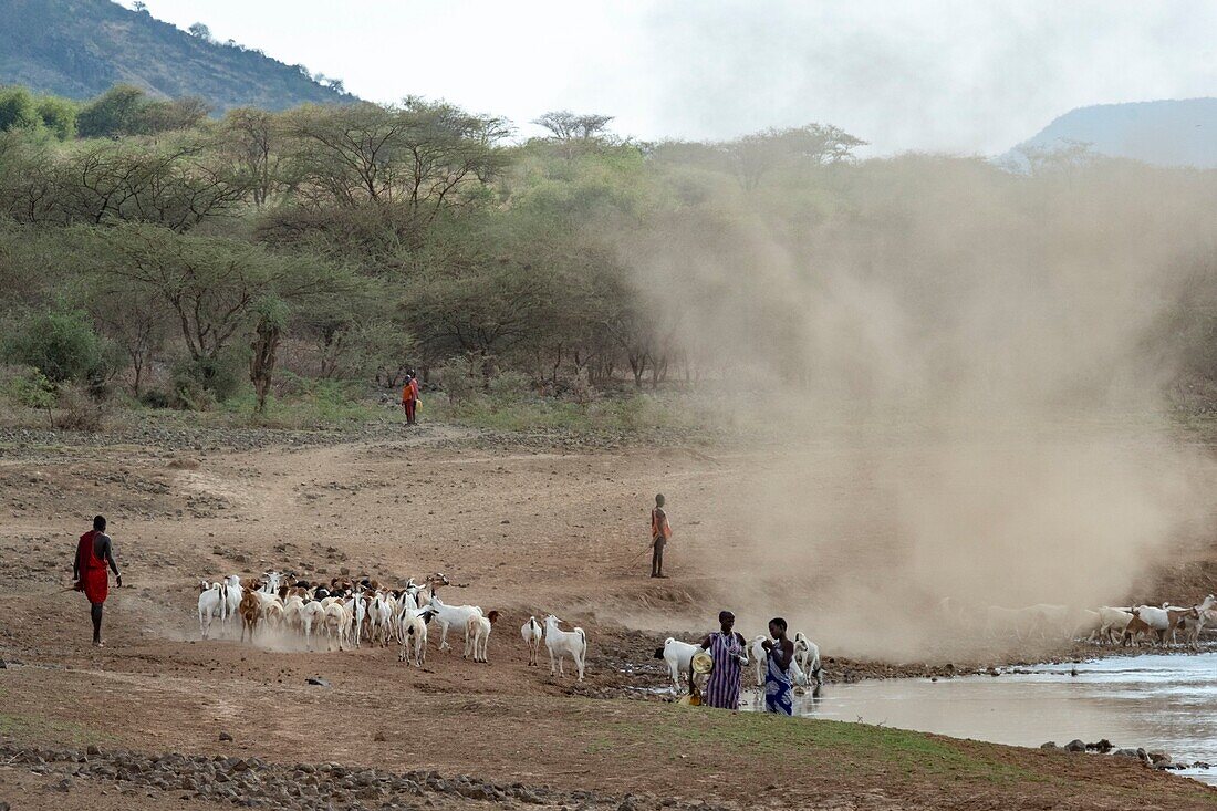 Kenya, lake Magadi, Masai and cattle