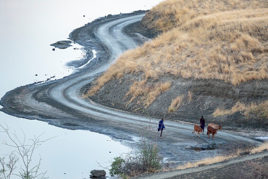 Kenia, Magadi-See, Masai und Rinder in der Morgendämmerung