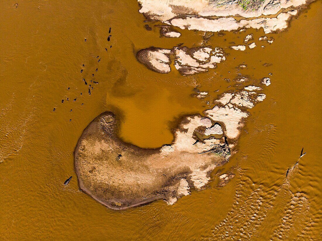 Kenya, Masai Mara Game Reserve, Mara river from a drone, Hippopotamus (Hippopotamus amphibius)