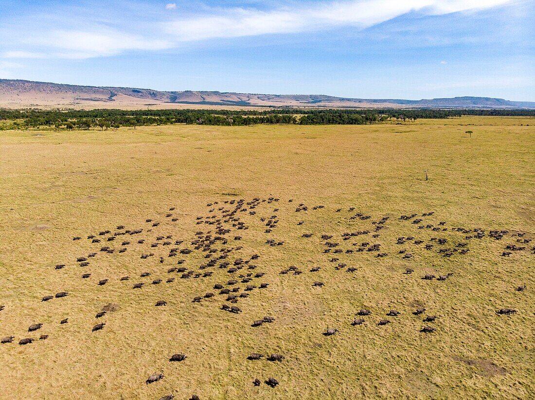 Kenya, Masai Mara Game Reserve, buffalos herd from a drone