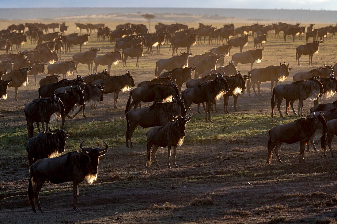 Kenya, Masai Mara Game Reserve, wildebeest (Connochaetes taurinus), migration herd at sunrise