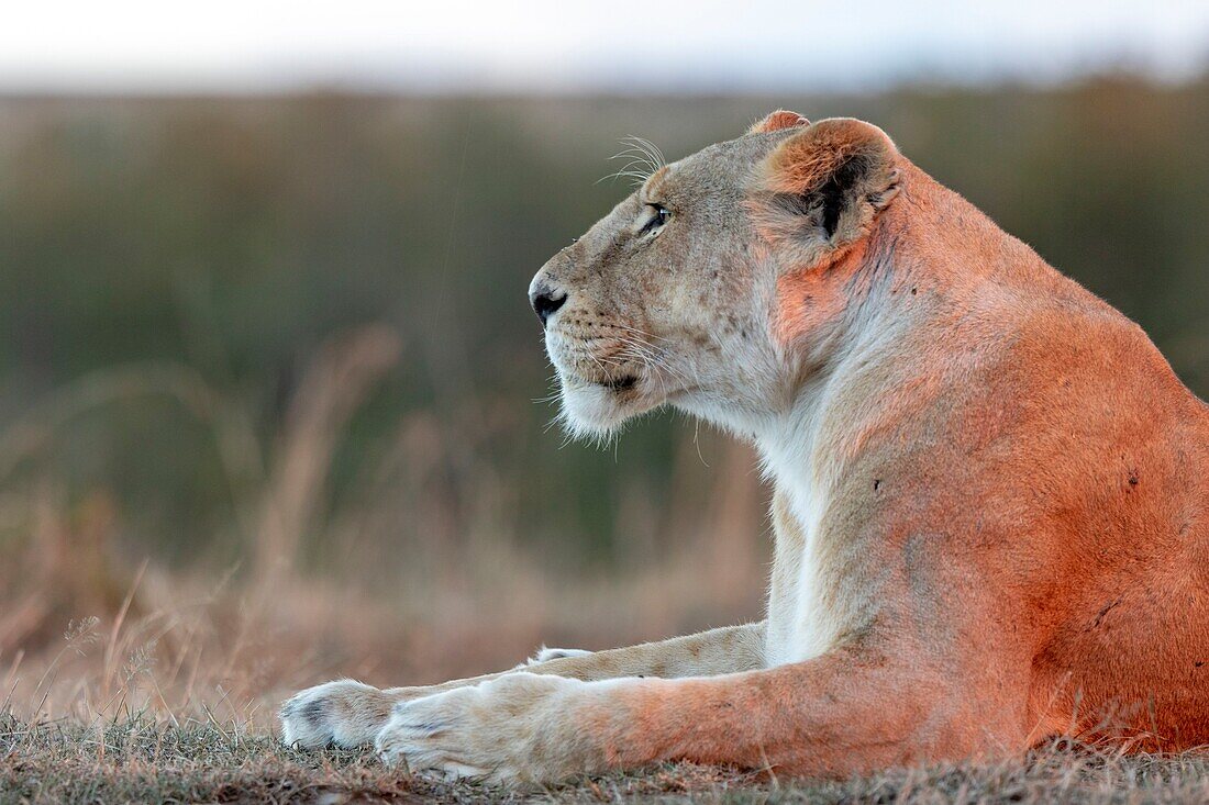 Kenia, Masai Mara Wildreservat, Löwe (Panthera leo), Weibchen bei Sonnenuntergang