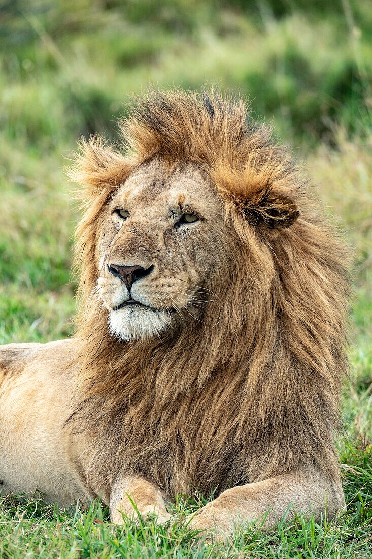 Kenya, Masai Mara Game Reserve, lion (Panthera leo), male