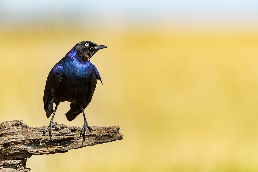 Kenya, Masai Mara Game Reserve, glossy starling (Lamprotornis sp)