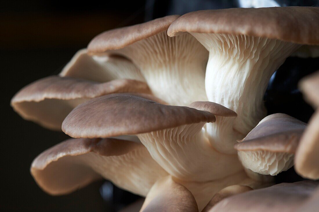 Frankreich, Aveyron, Monteils, Bauernhof Carles, Nicolas Carles Hersteller von Austernpilzen (Pleurotus ostreatus)