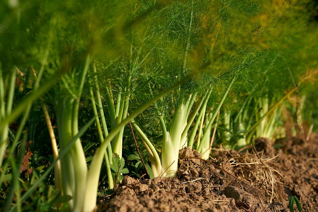 France, Aveyron, Najac, Les Jardins de la Riviere, Marie Lucille and Xavier Breton, market gardener, organic producer, Fennel (Foeniculum vulgare subsp. sativum)