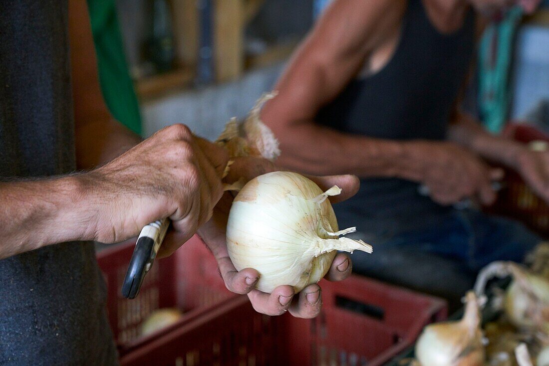 France, Gard, Sumene, hamlet of Sanissas, establishment Fesquet, producer of Cevennes onions, labeled AOC and AOP, peeling and preparation of onions after drying