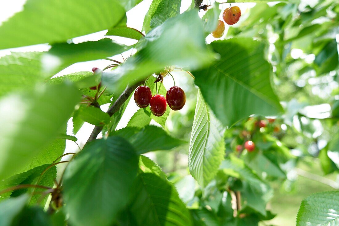 France, Aveyron, Najac, fruits, Cherry tree, Burlat, cherry close up