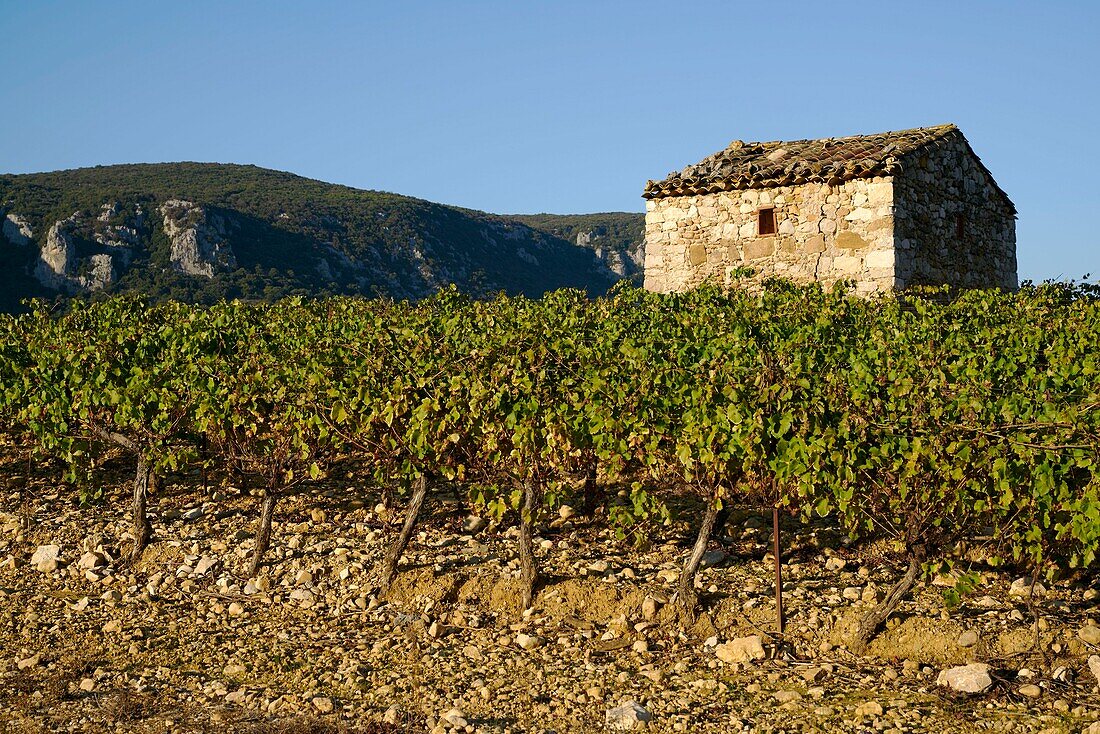 Frankreich, Herault, Weinberge in Richtung Saint Bauzille de Putois