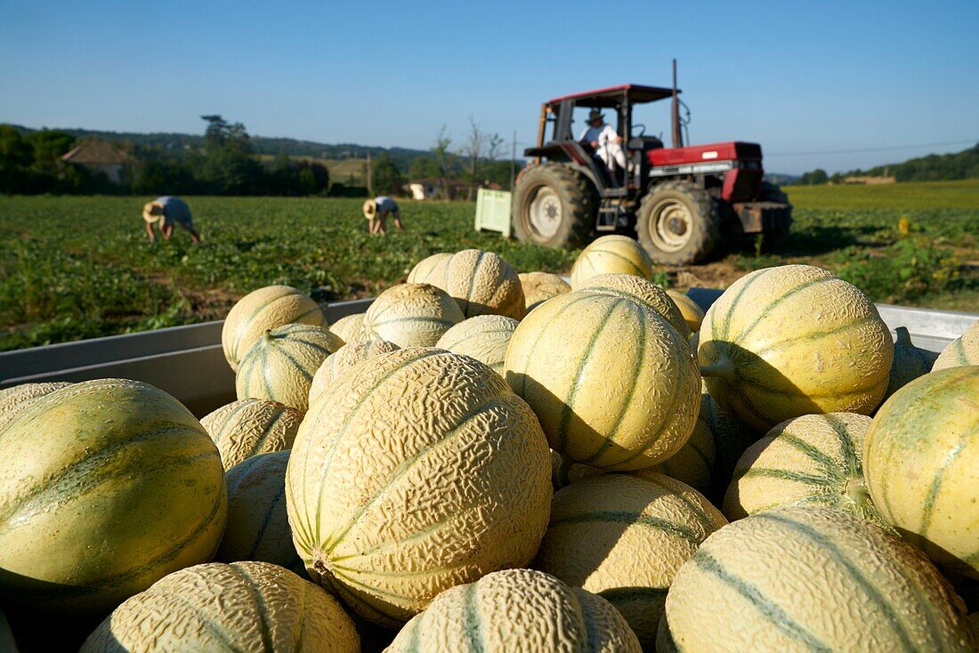 Frankreich, Lot, Montlauzun, Ortschaft Les Bertioles, Bernard Borredon, Präsident der Melon du Quercy und Erzeuger, Ernte der Quercy-Melone