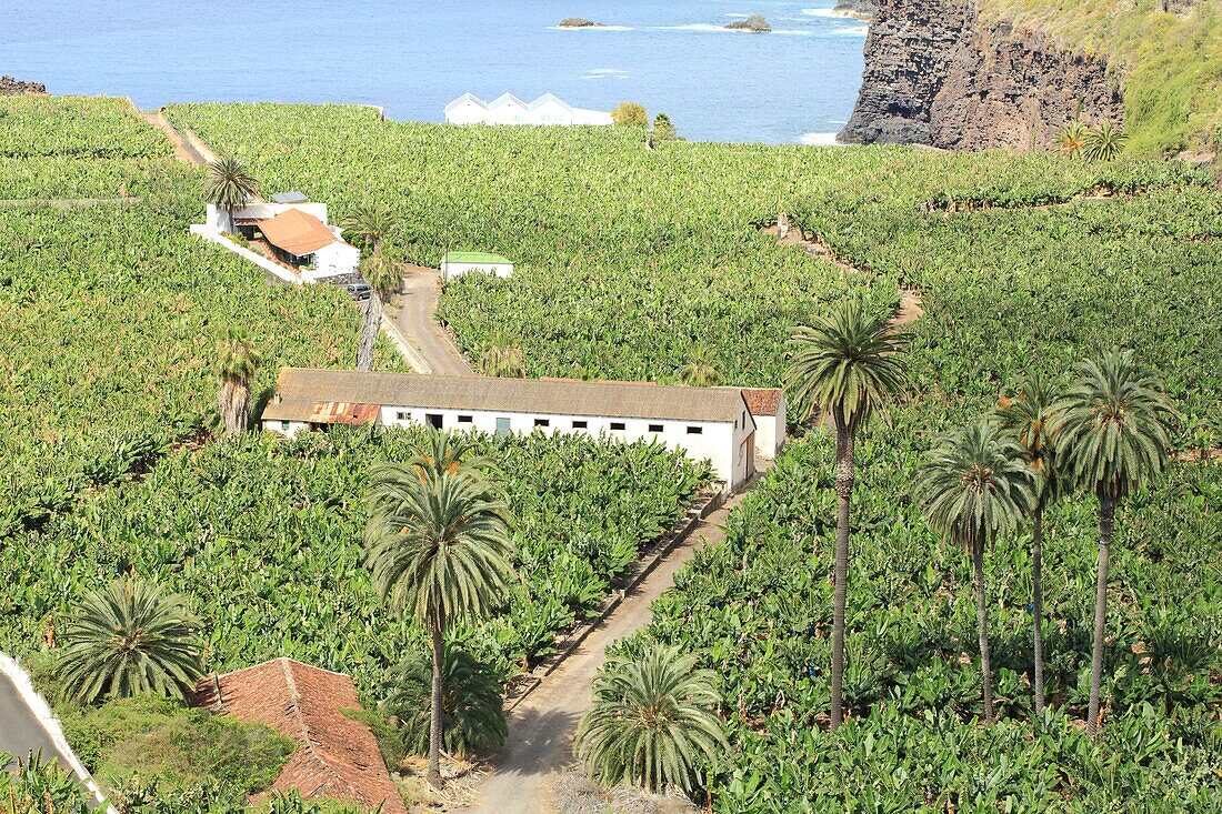 Spain, Canary Islands, Tenerife, province of Santa Cruz de Tenerife, Icod de los Vinos, banana plantation by the sea