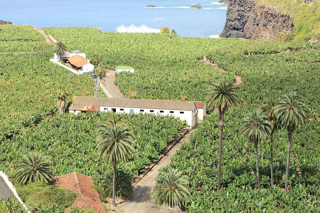 Spanien, Kanarische Inseln, Teneriffa, Provinz Santa Cruz de Tenerife, Icod de los Vinos, Bananenplantage am Meer