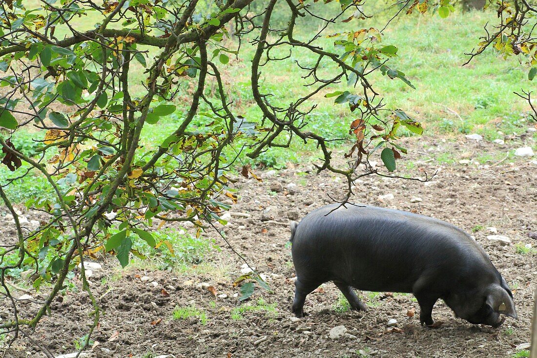 France, Hautes Pyrenees, Aure valley, Vignec, black pig farm of Bigorre in full nature (belonging to La Ferme Vignecoise)