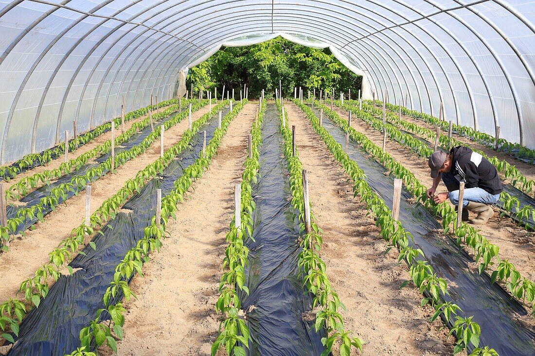 France, Landes, Sort en Chalosse, field of sweet peppers of the Landes under greenhouses