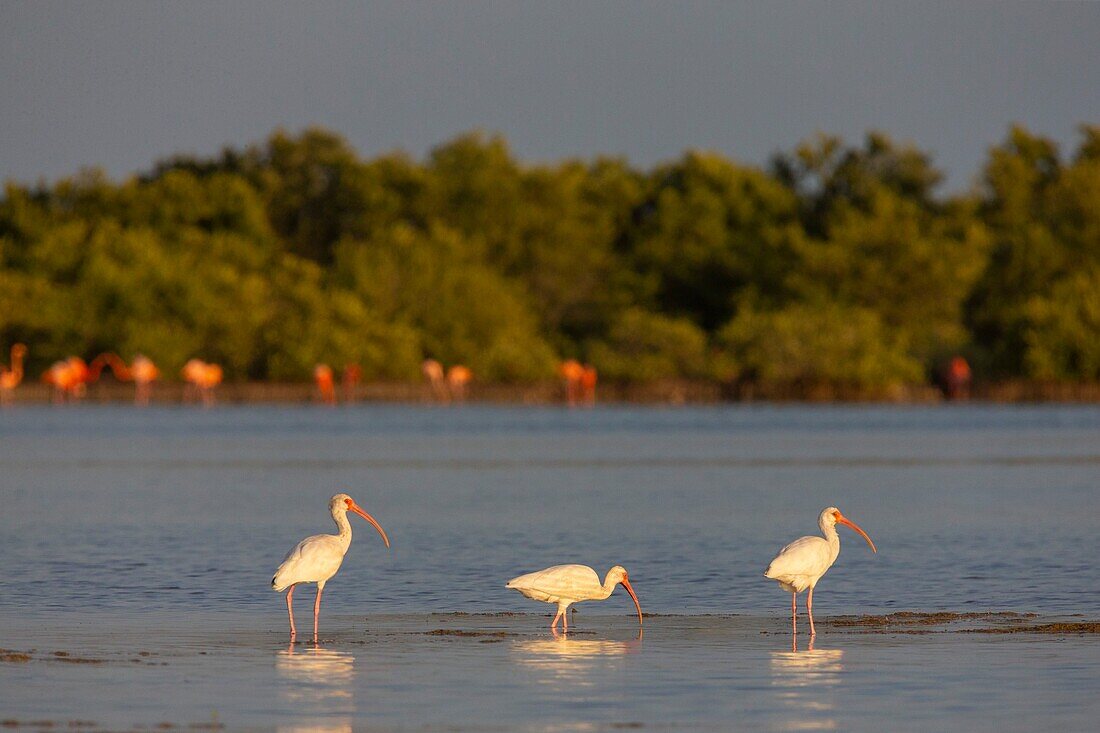 Kuba, Zapata-Halbinsel, Schweinebucht, Las Salinas, UNESCO-Biosphärenreservat, das größte Feuchtgebiet Kubas und der Karibik, Weißer Ibis (Eudocimus albus)