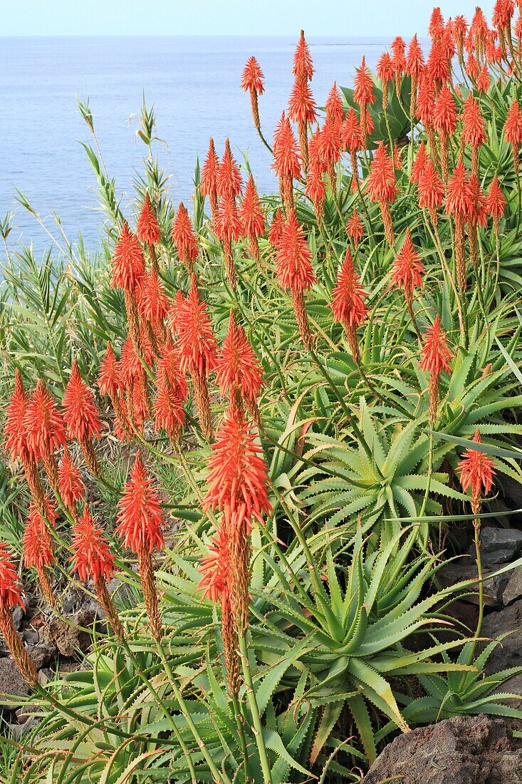 Portugal, Madeira-Insel, Faja dos Padres, blühende Aloe vera