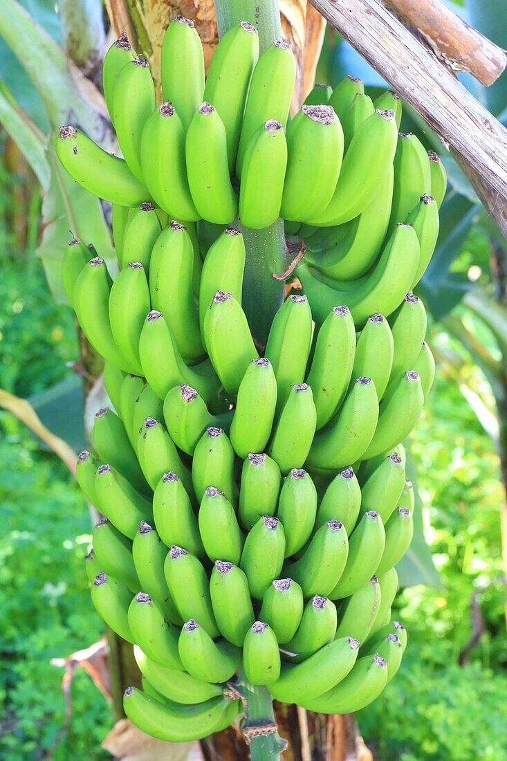 Portugal, Madeira Island, Ponta do Sol, a banana diet in a banana plantation