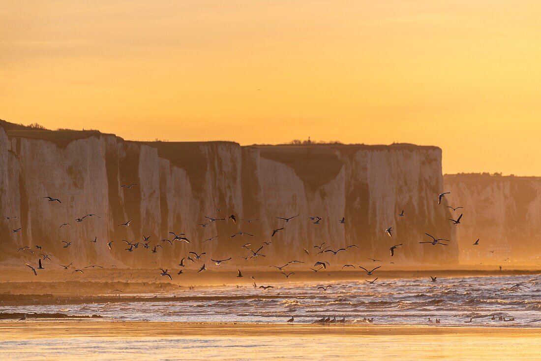 Frankreich, Somme, Somme-Bucht, Picardie-Küste, Ault, Dämmerung auf den Klippen, Anwesenheit von Seevögeln (Möwen)