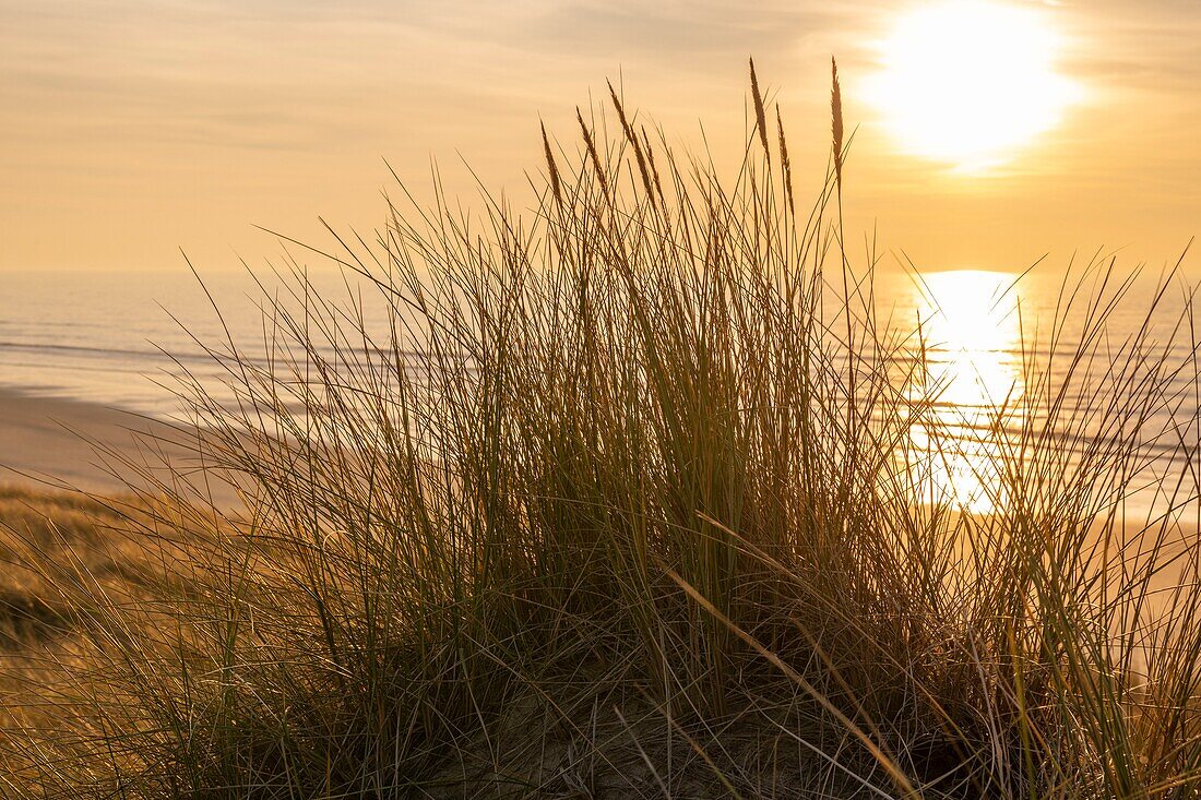 Frankreich, Somme, Bucht von Somme, Quend Plage, das Dünenmassiv, das den Strand säumt